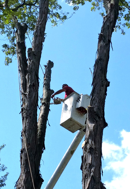 Tree Services: Tree Trimming, Pruning, & Full Tree Removal throughout Monroe County NY